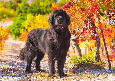 Terra Nova - ce caracteristici are câinele înotător
