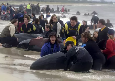 VIDEO | Salvatorii australieni se luptă de zile întregi să salveze zeci de balene-pilot eșuate. 350 au murit până acum