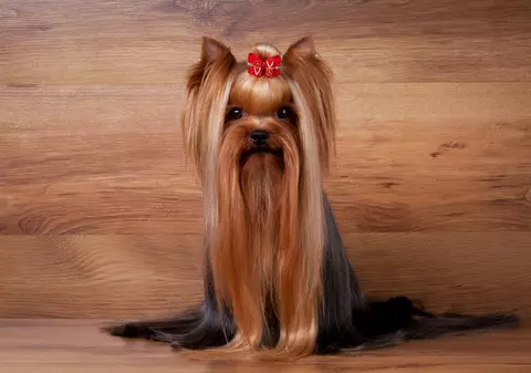 Yorkshire Terrier - ce personalitate are unul dintre cei mai jucăuși câini