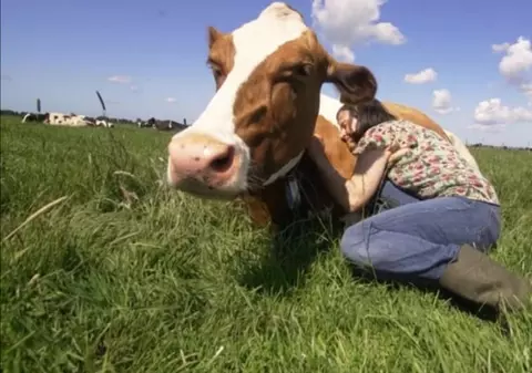 Îmbrățișarea vacilor: un nou trend de terapie pentru bunăstarea oamenilor. Ce beneficii are asupra sănătății