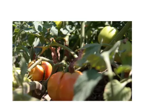 (Publicitate) De ce au plantele tale nevoie de o plasă de umbrire? Află răspunsul de la specialiști