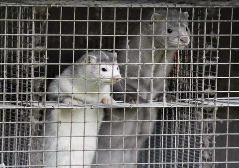 Fenomen macabru în Danemarca. Cadavrele nurcilor sacrificate de teama unei mutații COVID s-au umflat și ies din morminte