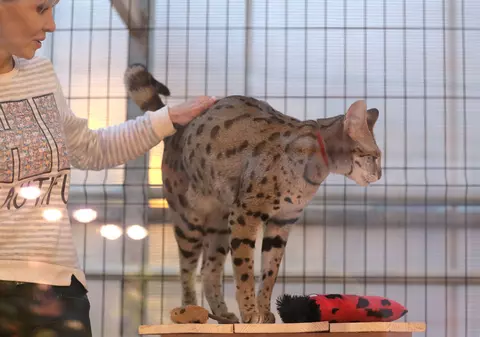 Surpriză de proporții pentru o familie din Franța. Oamenii au vrut să cumpere o pisică, dar s-au ales cu un tigru