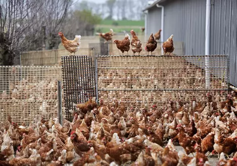 Studiu: Puiul ieftin din UE prezintă riscuri pentru sănătatea cumpărătorilor. Ce au descoperit cercetătorii