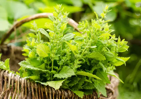 Roiniță - cum se utilizează cea mai cunoscută plantă medicinală recomandată pentru insomnii