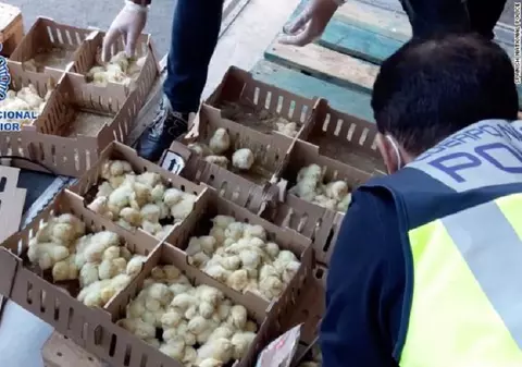 VIDEO | Zeci de mii de pui au fost găsiți morți, în cutii de carton, pe un aeroport din Spania