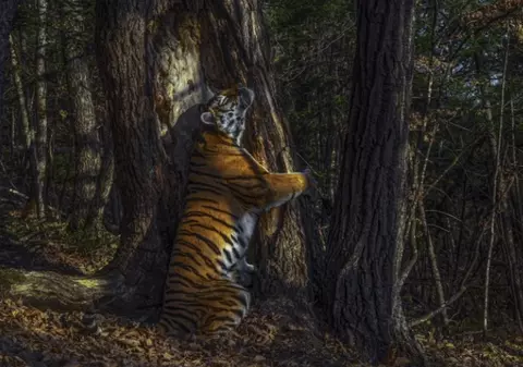 Imaginea cu un tigru siberian care îmbrăţişează un copac, surprinsă cu o cameră ascunsă, desemnată fotografia anului