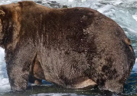 Cel mai gras urs din Alaska se numește 747. Exemplarul este comparat cu un model de avioane