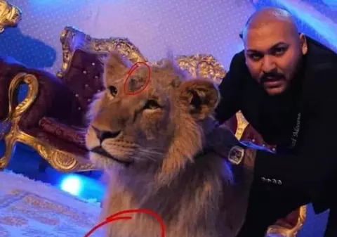 Percheziții la locuința manelistului Dani Mocanu, după videoclipul în care apare un leu rănit. Imagini cu mascații, publicate de cântăreț