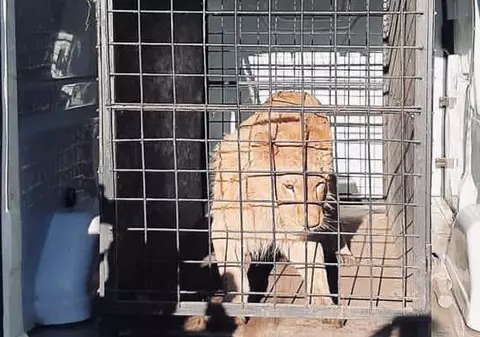 Leul maltratat din clipul manelistului Dani Mocanu a fost găsit de polițiști. Unde era ținut