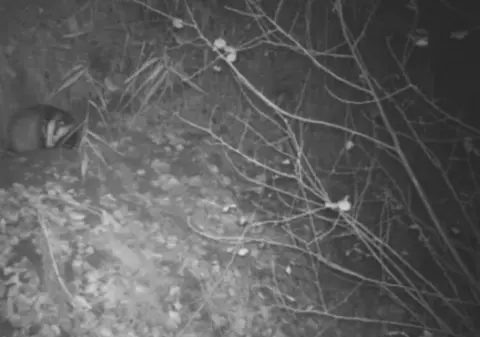VIDEO | O familie de bursuci care se joacă, surprinsă de o cameră de supraveghere, în Arad
