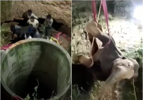 VIDEO | Misiune dificilă în India. Un elefant care a căzut într-o fântână a fost salvat după 14 ore