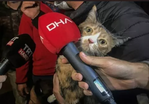 VIDEO | O pisică a fost salvată de un câine poliţist de sub ruinele unui bloc din Izmir