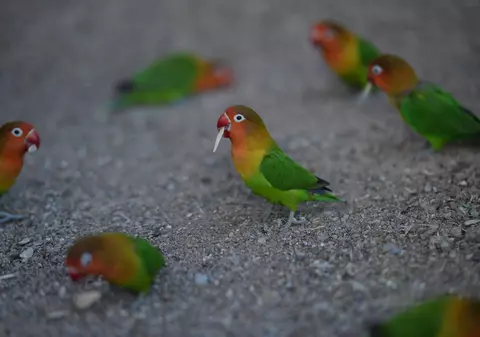 VIDEO | Raiul papagalilor. Casa unui indian, vizitată în fiecare zi de sute de păsări colorate