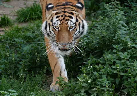 Un tigru a mers aproape 3.000 de kilometri în nouă luni. Cel mai lung traseu înregistrat vreodată în India