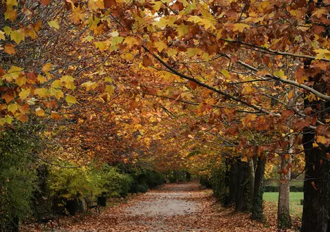 FOTOREPORTAJ. Spectacolul culorilor de toamnă la Grădina Botanică din București