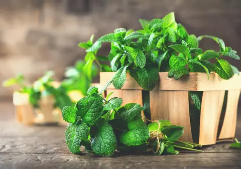 Mentă - beneficii și proprietăți. De ce este recomandat să consumi izmă bună