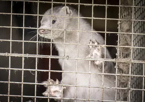 Danemarca va eutanasia milioane de nurci, de teama unei mutații a COVID-19