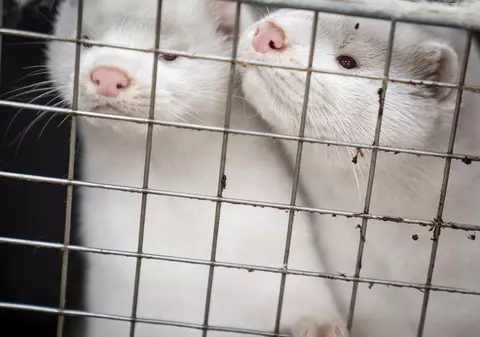 Polonia a descoperit o tulpină a noului coronavirus la nurci. Virusul poate fi transmis către om