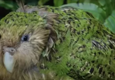 VIDEO | Kākāpō, cel mai gras papagal din lume, a fost desemnat “Pasărea anului 2020” în Noua Zeelandă