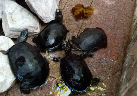 Zeci de broaște țestoase, confiscate din curtea unui restaurant chinezesc din Timișoara. Ecolog: „Deținerea lor în captivitate este ilegală”