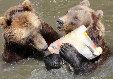 VIDEO | O ursoaică și puiul ei, împușcați după ce au urcat pe un submarin nuclear rusesc: “Toată esența Rusiei într-o singură filmare”