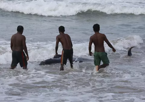 Peste 100 de balene-pilot, salvate de pe o plajă din Sri Lanka. “Este ceva neobișnuit”