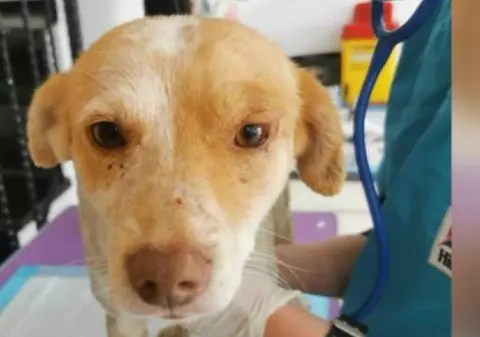 Cățelușul ars de viu a fost salvat, dar e afectat psihic. „Tremură necontrolat, se pune pe burtă și înțepenește așa”