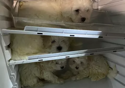 Poliția germană a salvat mai mulți pui de Bichon maltez, ascunși într-un frigider de un traficant de câini