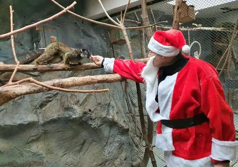 Moș Crăciun a hrănit animalele de la Zoo Oradea, însoțit de un simpatic ponei. „Crăciunul animalelor e o tradiție”