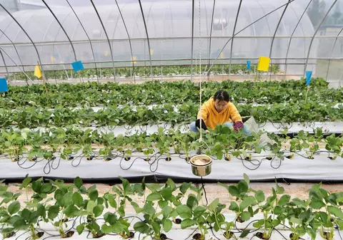 Tehnologia a bătut oamenii și în agricultură. „Fermierii cibernetici” au produs o cantitate de trei ori mai mare de căpșuni decât cei clasici