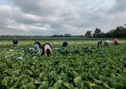 Întâmplări de pe câmpurile Europei, muncite de români. De ce a votat diaspora cu AUR?