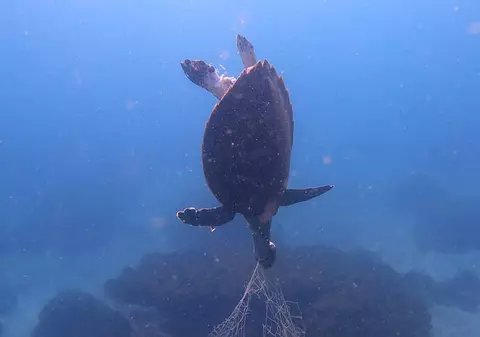 Imagini sfâșietoare cu o țestoasă dintr-o specie pe cale de dispariție, ucisă de o plasă de pescuit aruncată în mare