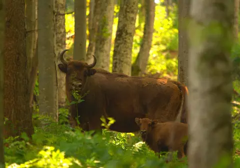 Zimbrul nu mai e inclus în lista speciilor vulnerabile. Peste 100 de exemplare trăiesc acum în sălbăticie în România