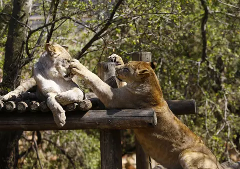 Patru lei de la o grădină zoologică din Spania s-au infectat cu COVID-19