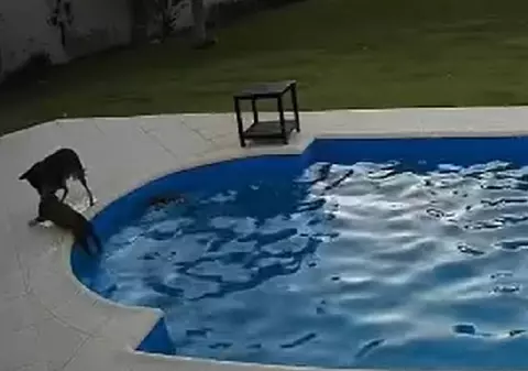 VIDEO | Un câine adoptat după ce a fost supus la acte de cruzime a salvat un pitbul nevăzător care căzuse în piscină