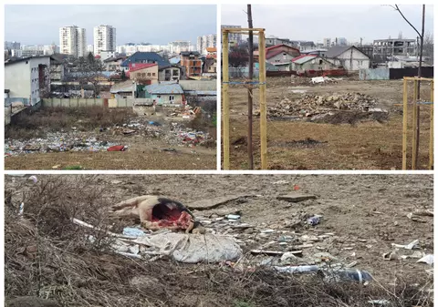 Unde trebuie să vină controalele anunțate de ministrul mediului: în sectorul 3 vezi jumătăți de porc aruncate de la Ignat chiar în parc!