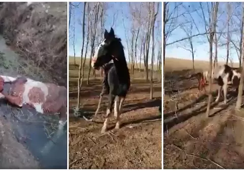 SURSE POLIȚIE: Proprietarul cailor maltrataţi din Techirghiol este un procuror DIICOT