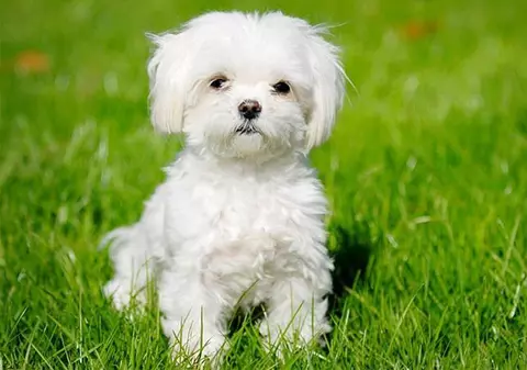 Cum a încercat un traficant de droguri din Iași să scape de acuzații: a depus la dosar până și carnetul de sănătate al lui Pufy, căţelușul său