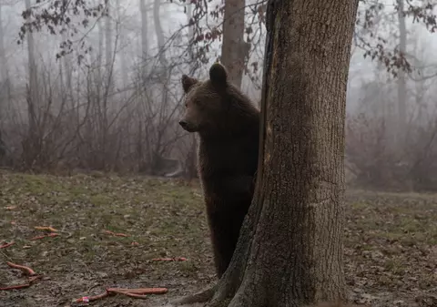 Bărbat atacat de urs într-o pădure din Harghita. „L-a ajuns din spate, l-a târât”