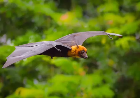 Nipah, virusul cu gazdă comună cu SARS-CoV-2, stârnește temerile experților, care încearcă să prevadă următoarea pandemie