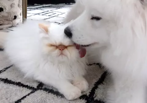 VIDEO | Prietenie la cataramă între un câine samoyed și o pisică persană