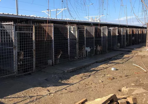 Romprest anunţă că va îngriji câinii din adăpostul Odăi