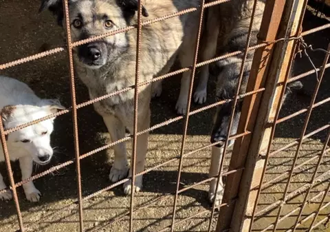 Soluția lui Nicuşor Dan pentru cei 750 de câini din adăpostul Odăi: „Primăria Capitalei poate finanța acest adăpost 1-2 luni”