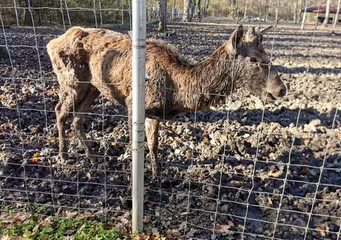 Primăria din Timișoara a închis de 3 luni grădina zoologică, dar nu a găsit încă o nouă casă pentru o parte din animale