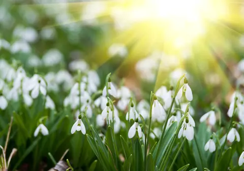 Ghiocei - plantare, îngrijire și curiozități despre ghiocel, vestitorul primăverii