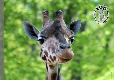 A murit Gina, singura girafă din România