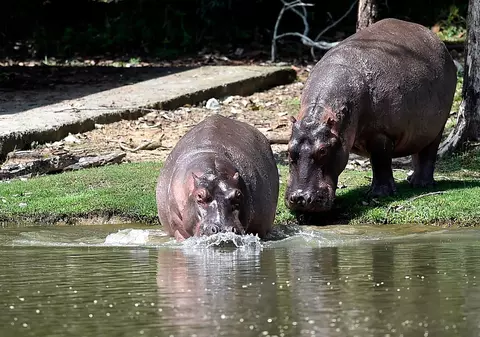 Hipopotamii lui Pablo Escobar sunt o problemă națională în Columbia, la 28 de ani de la uciderea lordului drogurilor