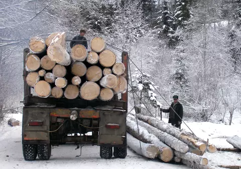 Agent Green, Declic și Greenpeace acuză Ministerul Mediului că a secretizat informații din aplicația care urmărește transporturile de lemne în România