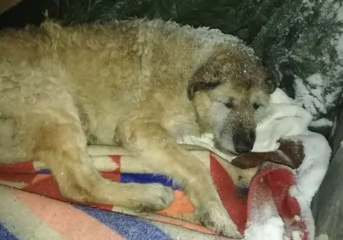 VIDEO | Câinele Nero a fost călcat intenționat cu mașina, în Baia Mare, dar a supraviețuit miraculos. Șoferul a fost reținut de polițiști
